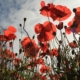 red flowers with green leaves